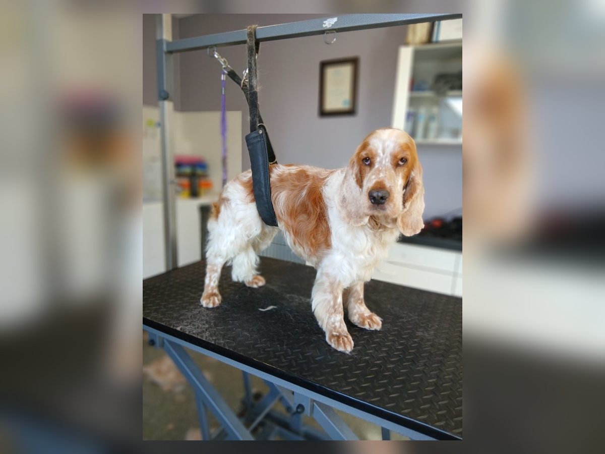 Getrimde cocker spaniël op de trimtafel