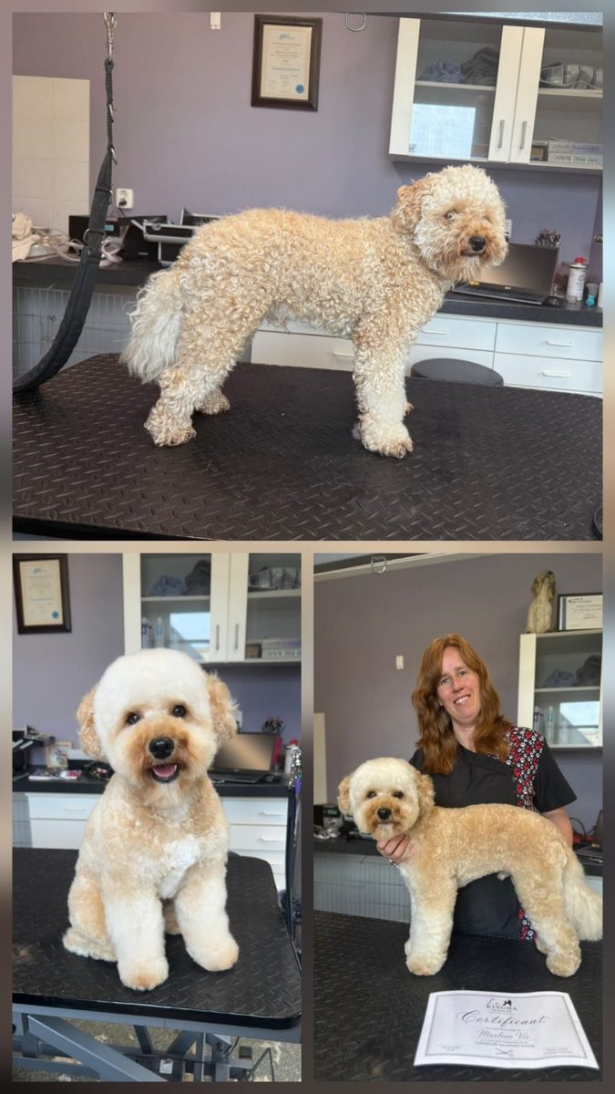 Marleen met een net getrimde hond in de salon