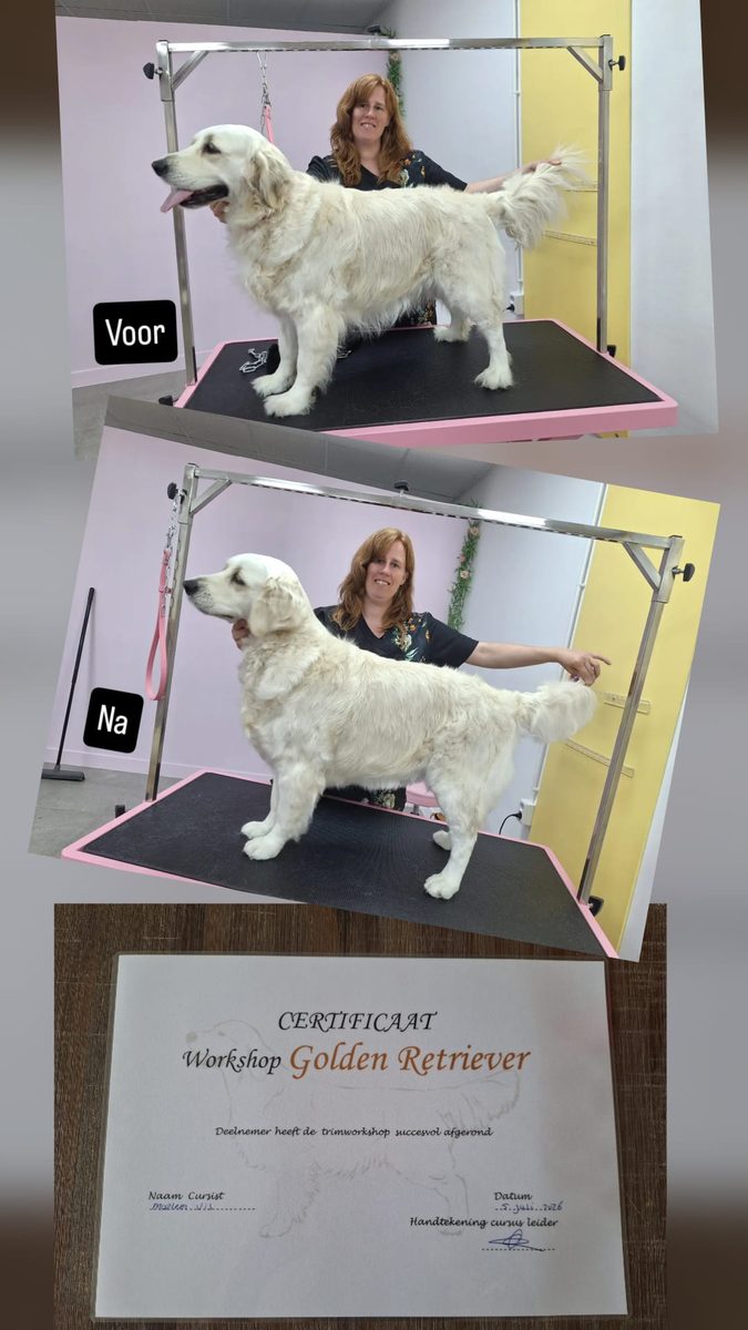 Golden retriever voor en na de trimbeurt, met workshopcertificaat