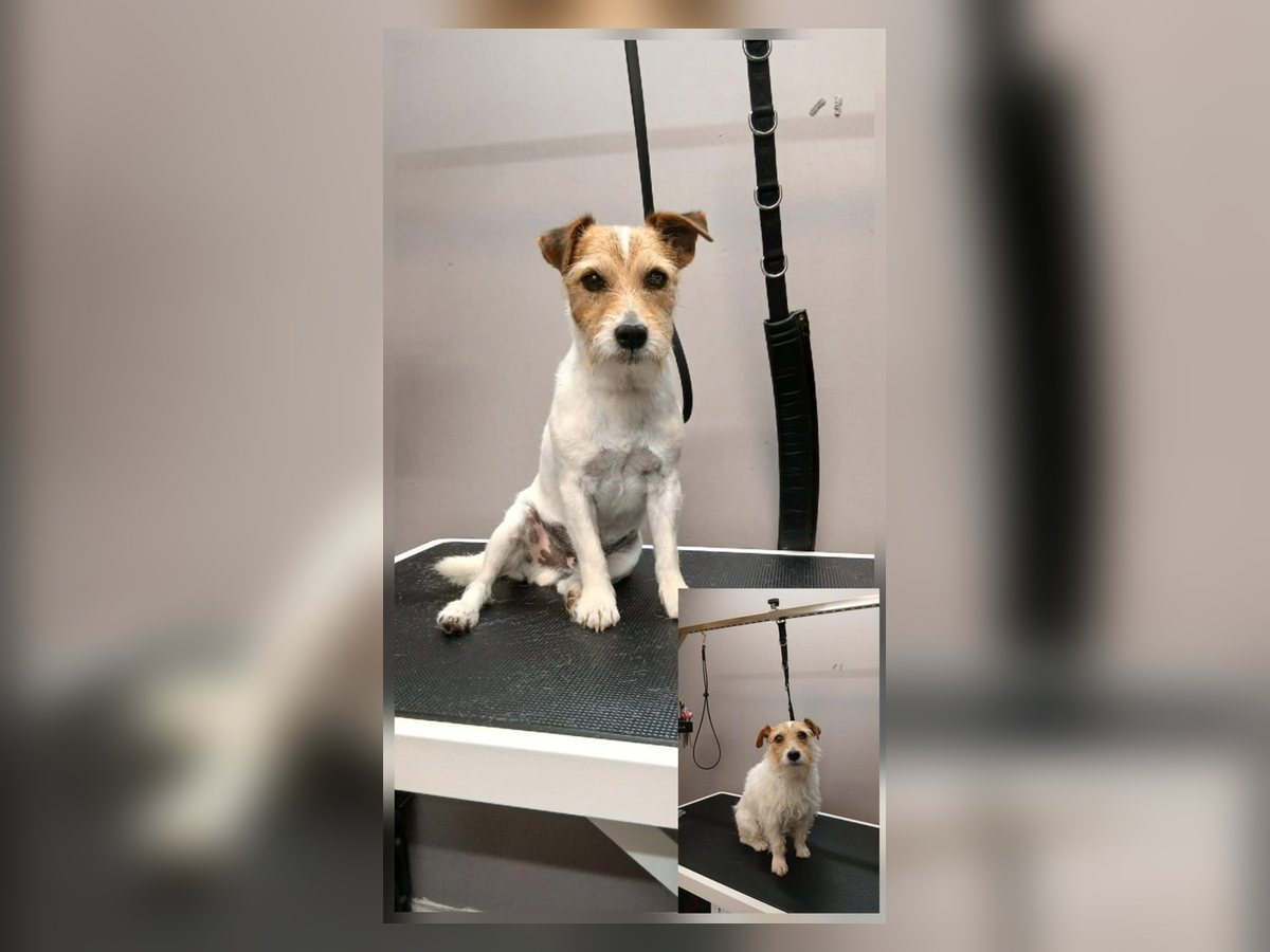 Getrimde jack russell terriër