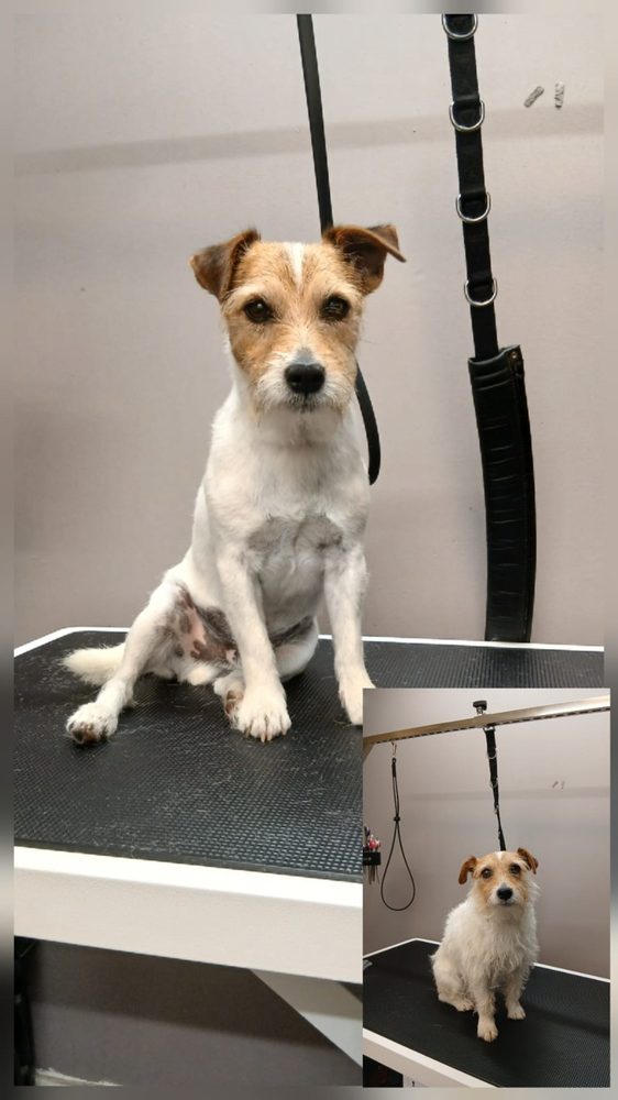 Jack russell terriër voor en na de trimbeurt